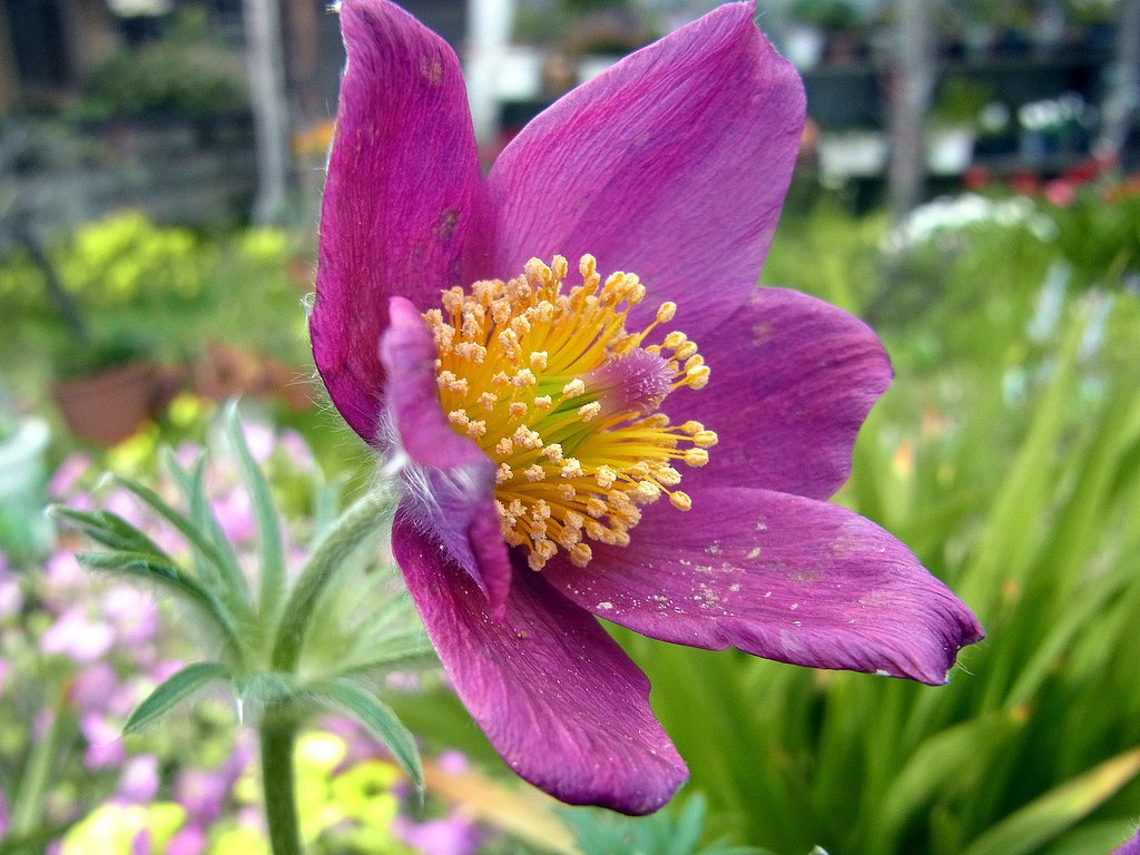 オキナグサ開花　１