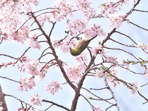 目白