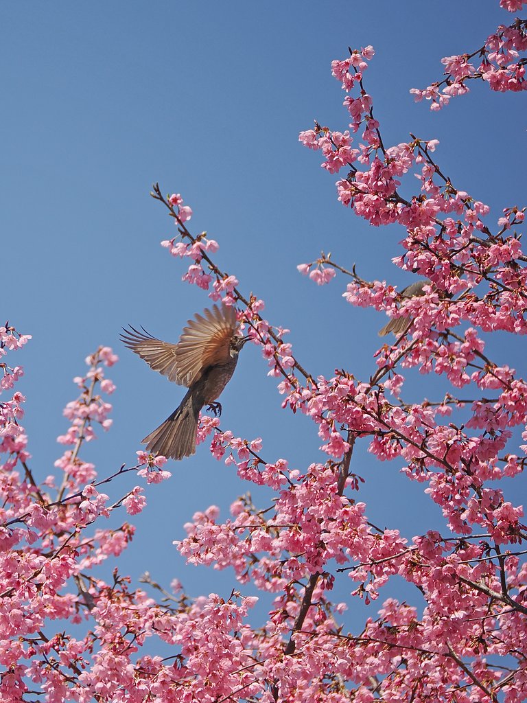 春に羽ばたく