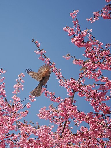 春に羽ばたく