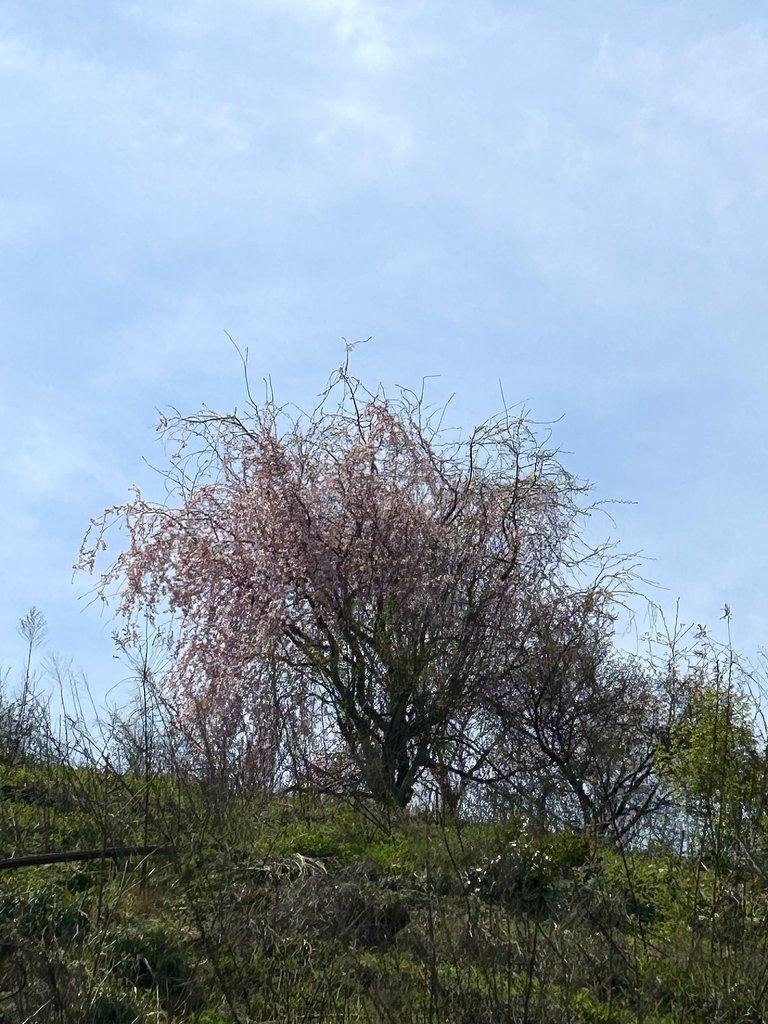 枝垂れ🌸