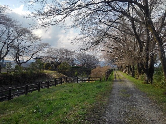 轍と桜