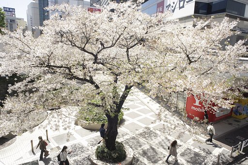 O-miya station