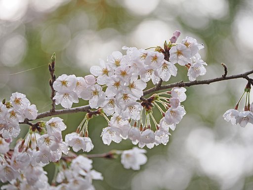 春の記憶〜御殿場にて〜
