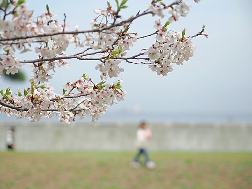 春の記憶〜走水水源地公園にて〜