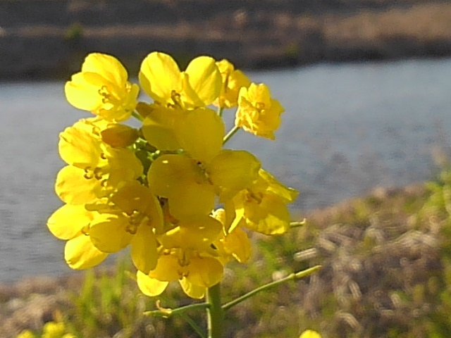 風に揺れる菜の花