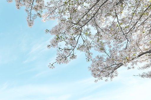 染井吉野