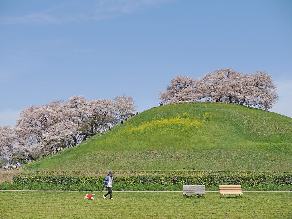 「さきたま」の春〜丸墓山古墳〜