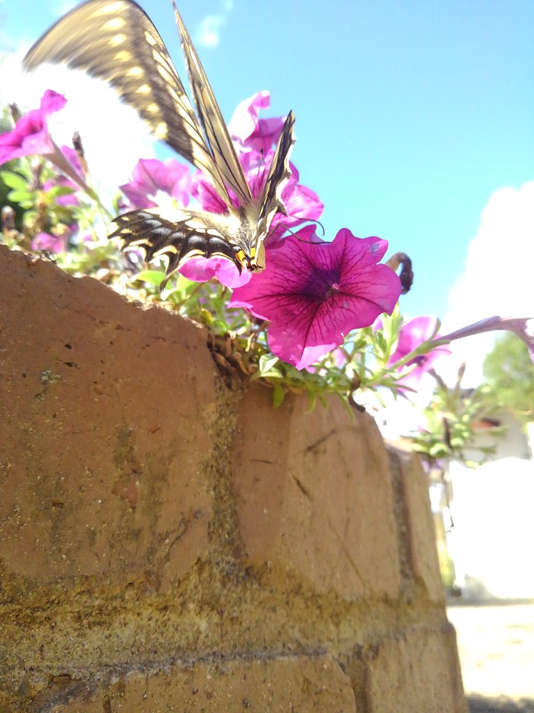 butterfly