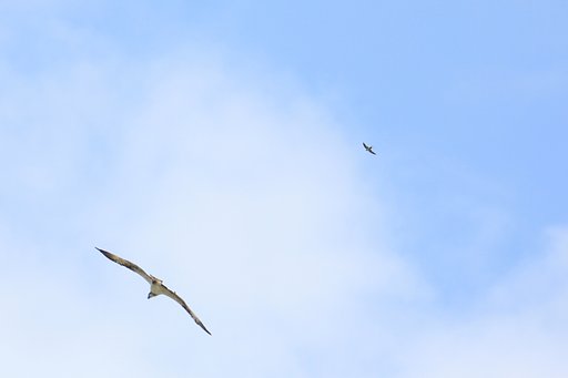 燕雀いずくんぞ鴻鵠の志を知らんや、なんてUSO800