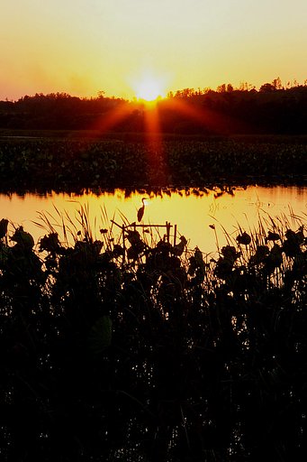 夕暮れの池
