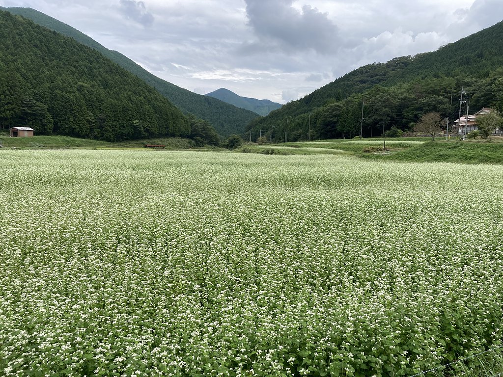 そば畑