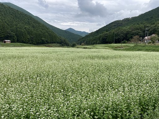 そば畑