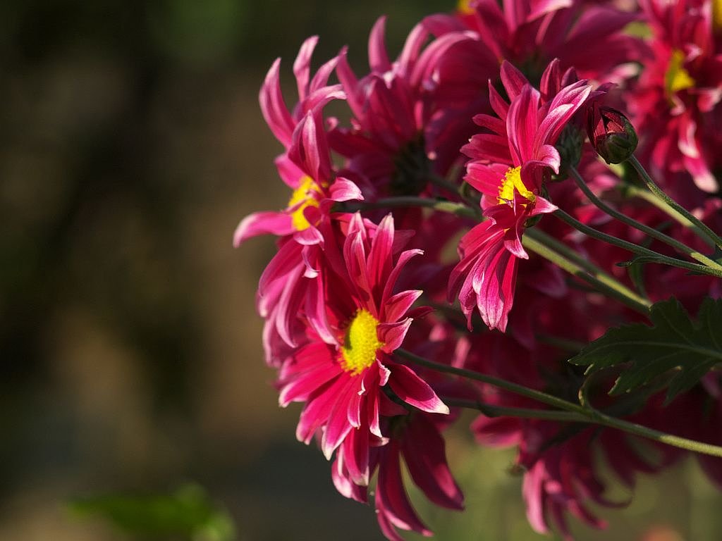 またまた菊の花^^;