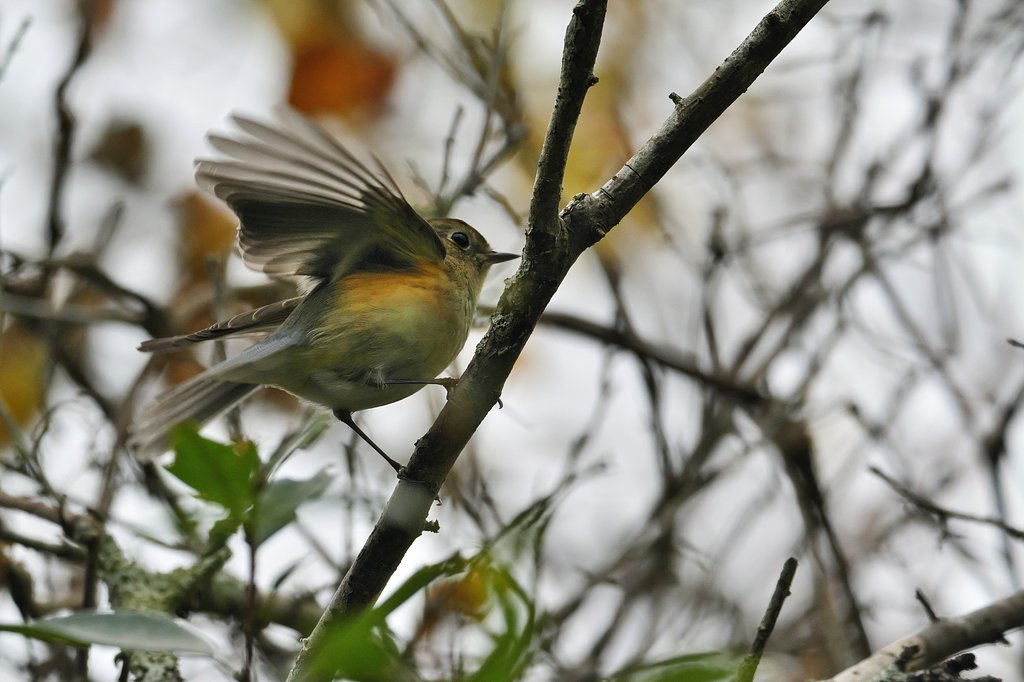 こちらルリビタキの♂♀どちらか？