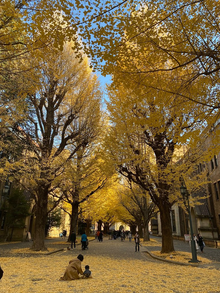 名残りの銀杏