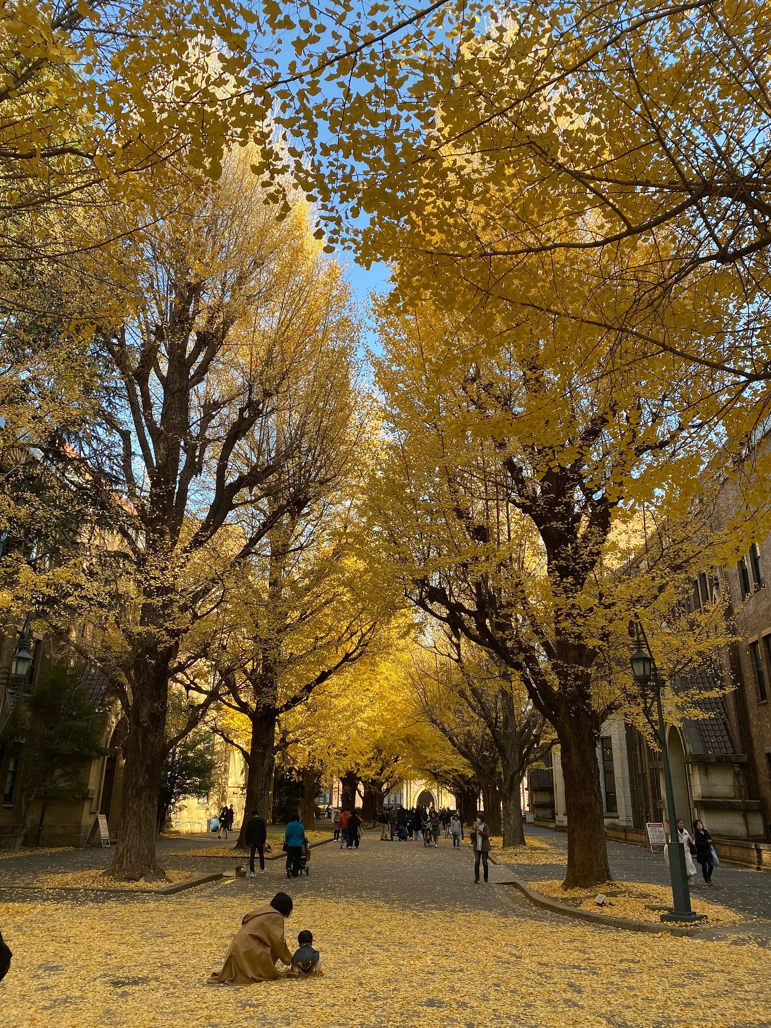 名残りの銀杏