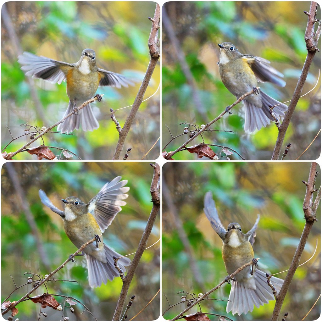 悩ましい♂♀判別