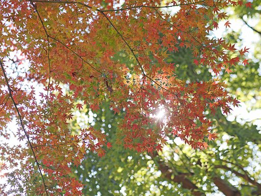 殿ヶ谷戸庭園の紅葉