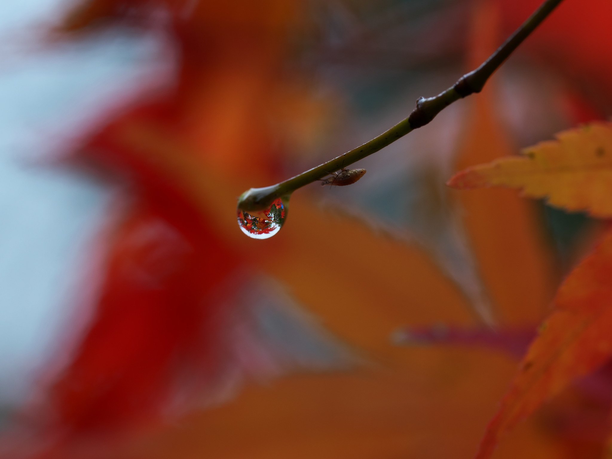 もみじ雨２