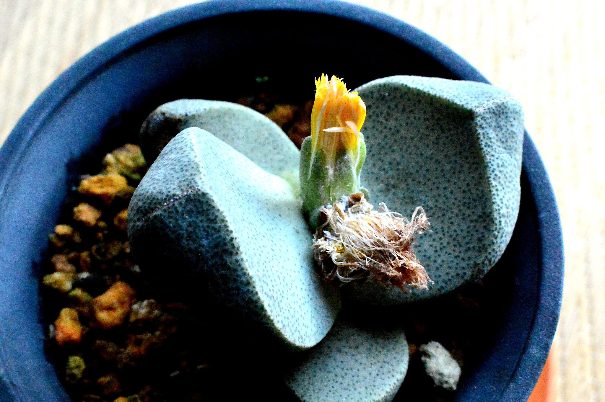 メセンの花