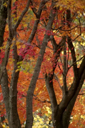 紅葉を踏みしめて　＃３