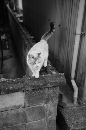 つぶあんさん、はじめまして