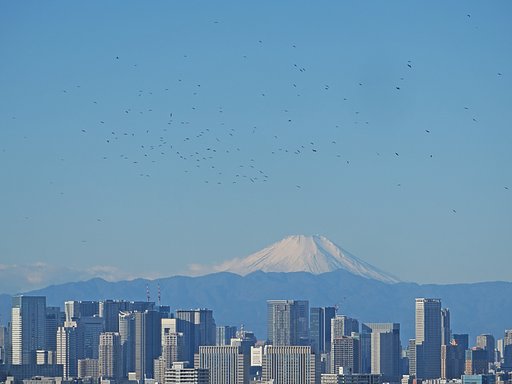 連動企画〜鳥〜