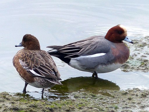 海の散歩で出会った鳥　４