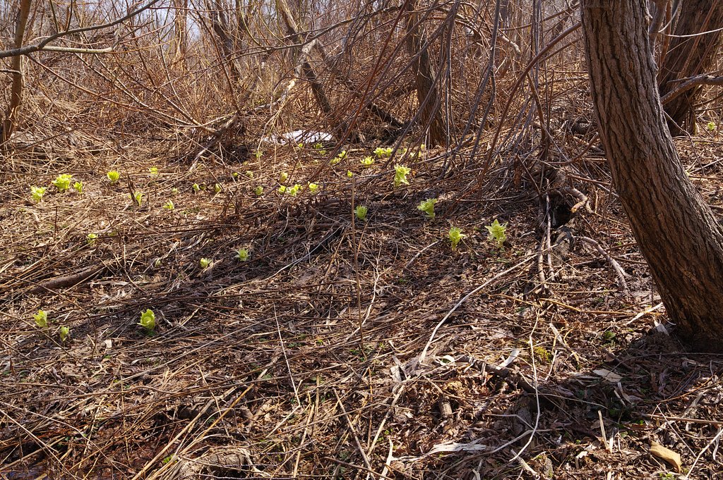 林の中