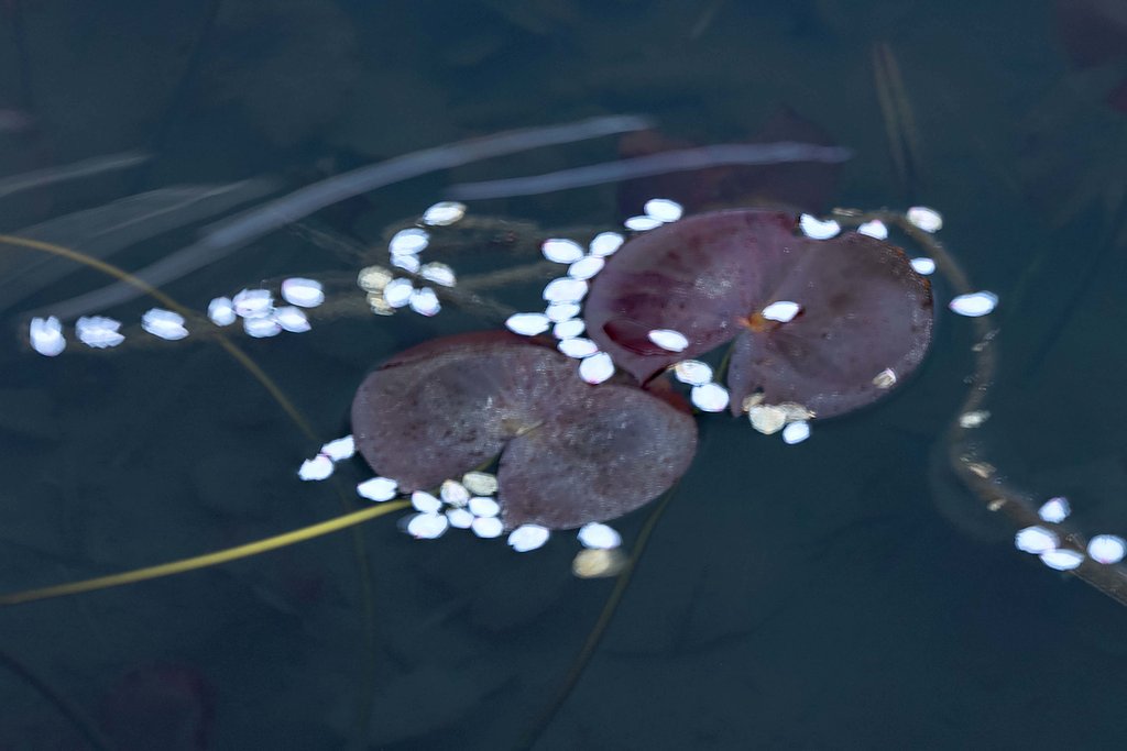 桜花　散る・・・
