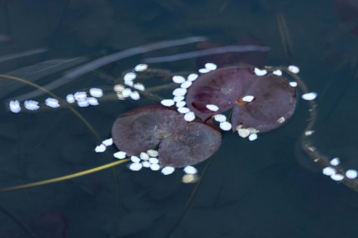 桜花　散る・・・
