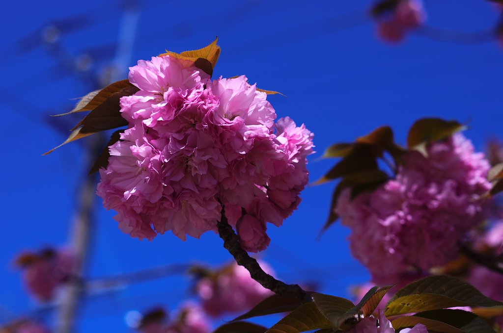 八重桜