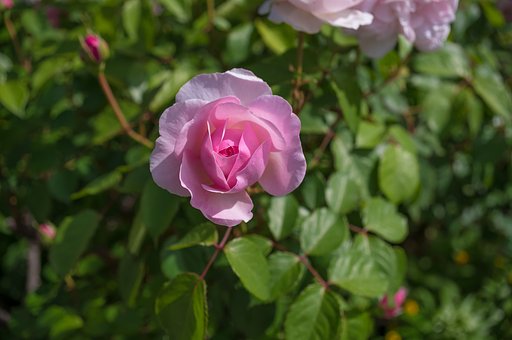 薔薇星人