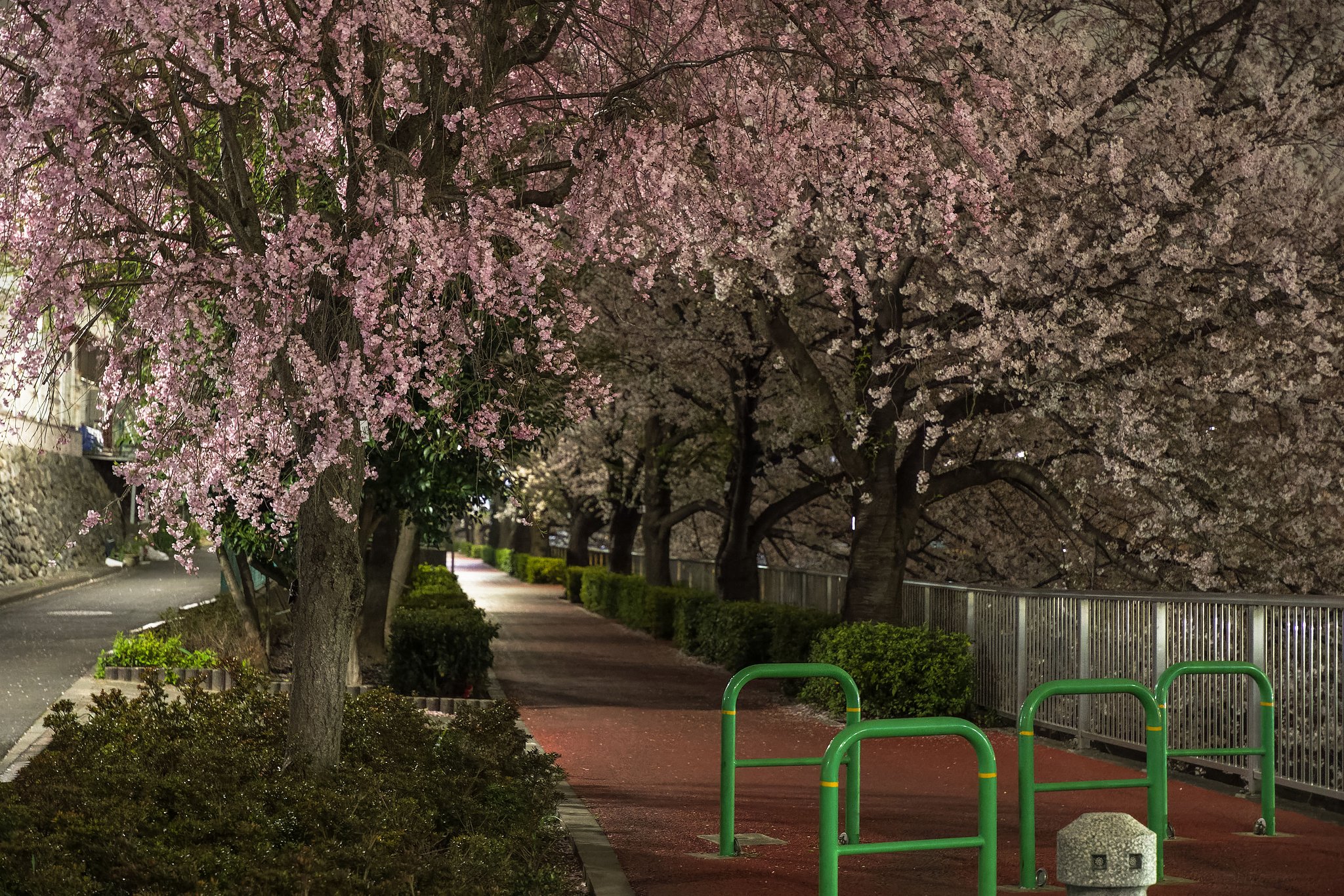 夜桜、競演