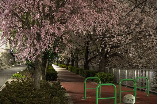 夜桜、競演