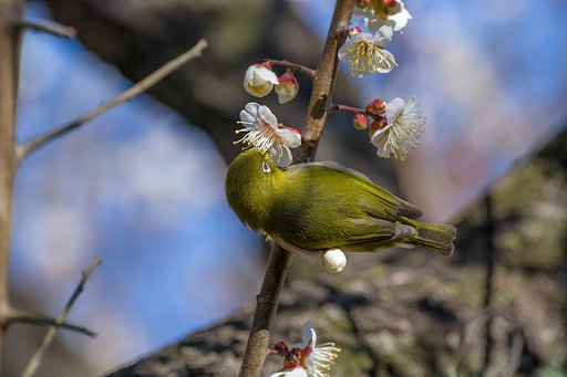 ウメジローの羽模様