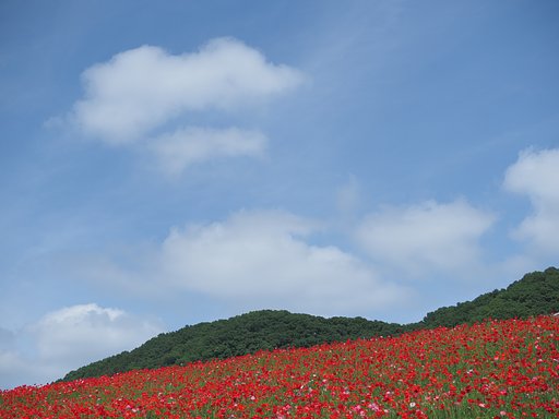 天空のポピー