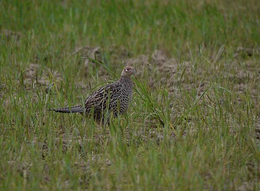 キジ ♀