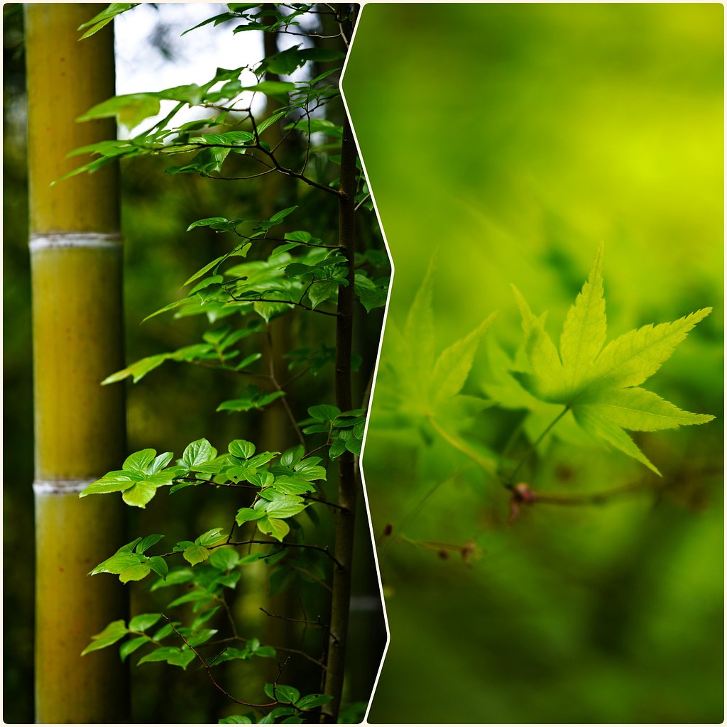 forest　green