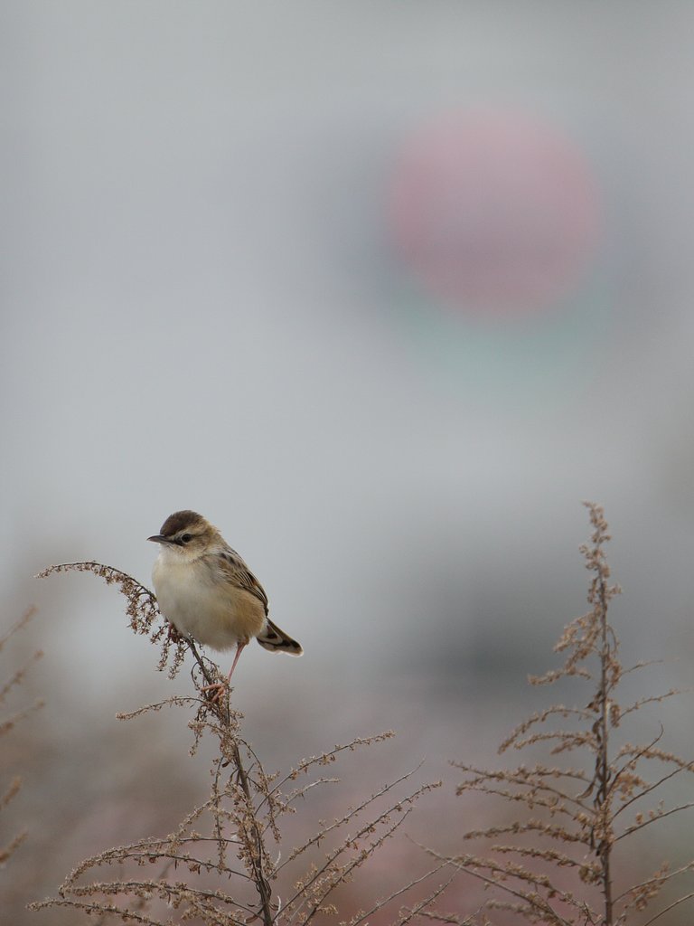 太陽の鳥・セッカ2024春