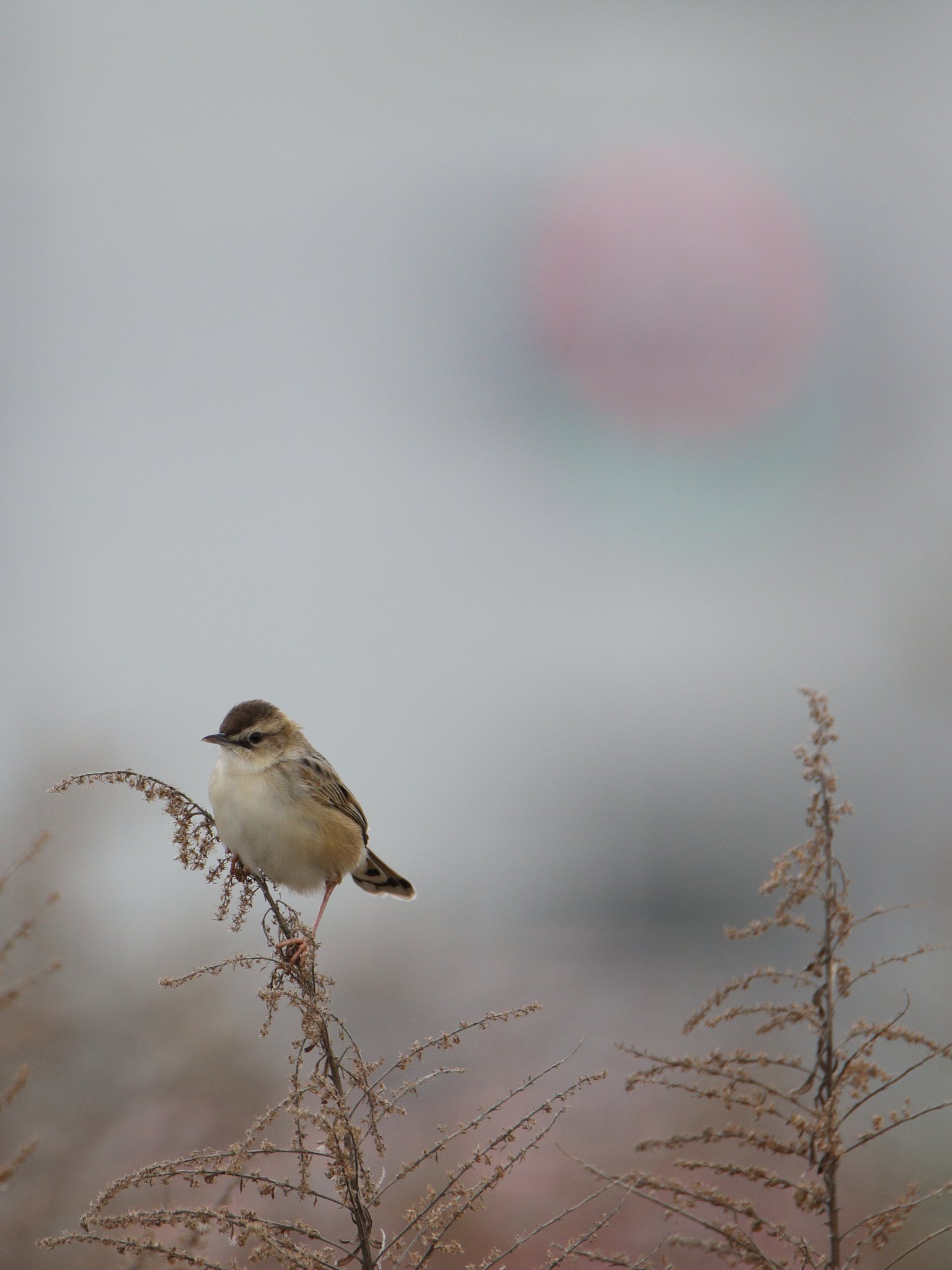 太陽の鳥・セッカ2024春
