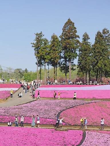 芝桜の丘その２