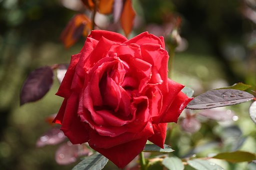 薔薇