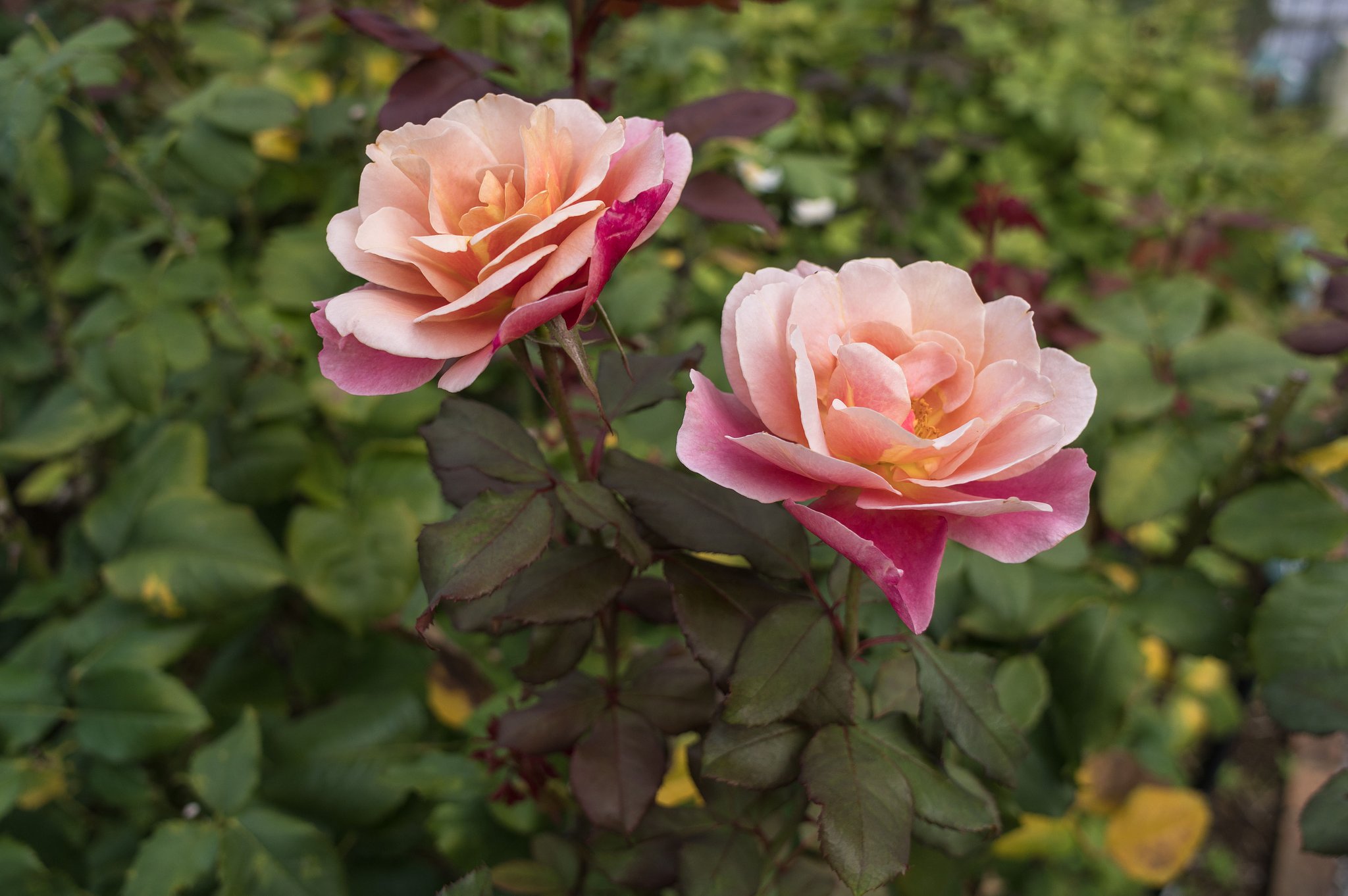 今年の秋薔薇は・・