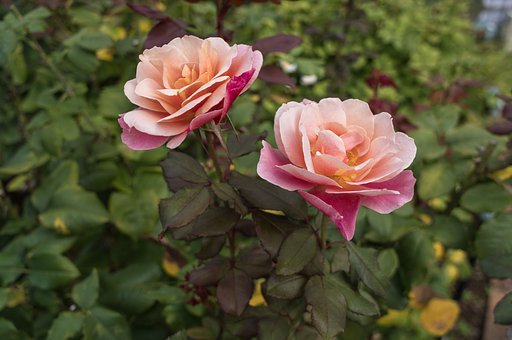 今年の秋薔薇は・・