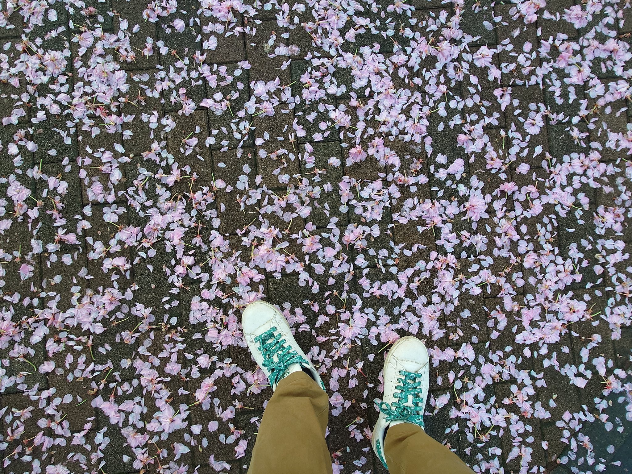 行く春を惜しむ