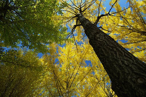 紅葉の中で見上げる空