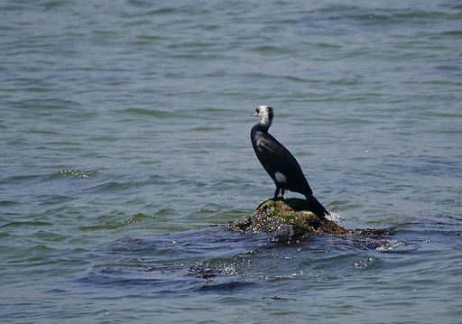 ウミウ