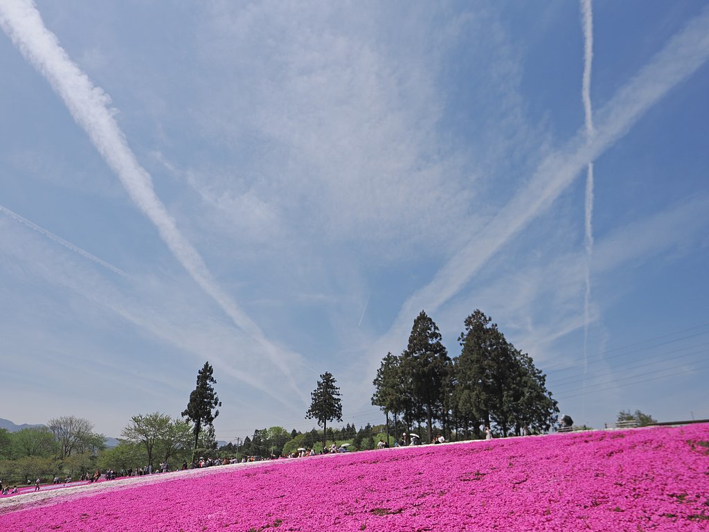 芝桜の丘に「ブルーインパルス」？